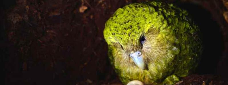 Sequenziata la popolazione del pappagallo kakapo